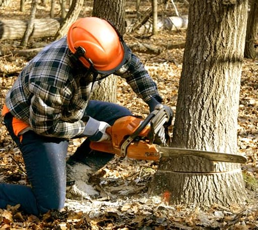 Tree Removal in Summit Point, WV